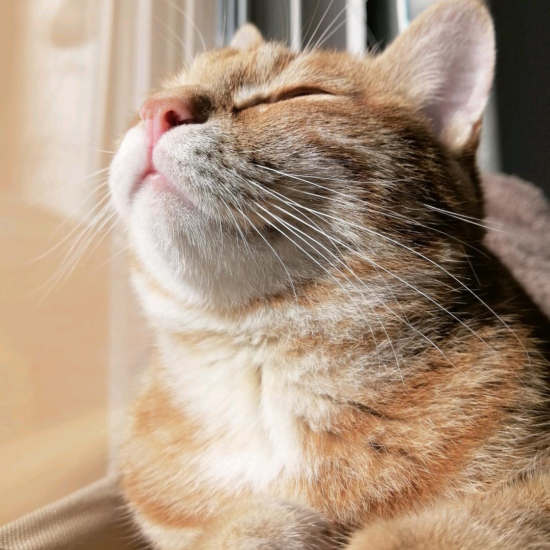 猪小喵