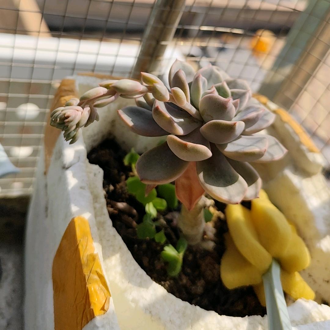 ૮ ・ﻌ・ა
