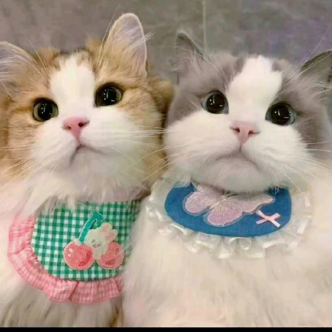 我在等你。🌹🌻🏵️
