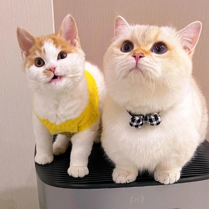 打工人与猫主子