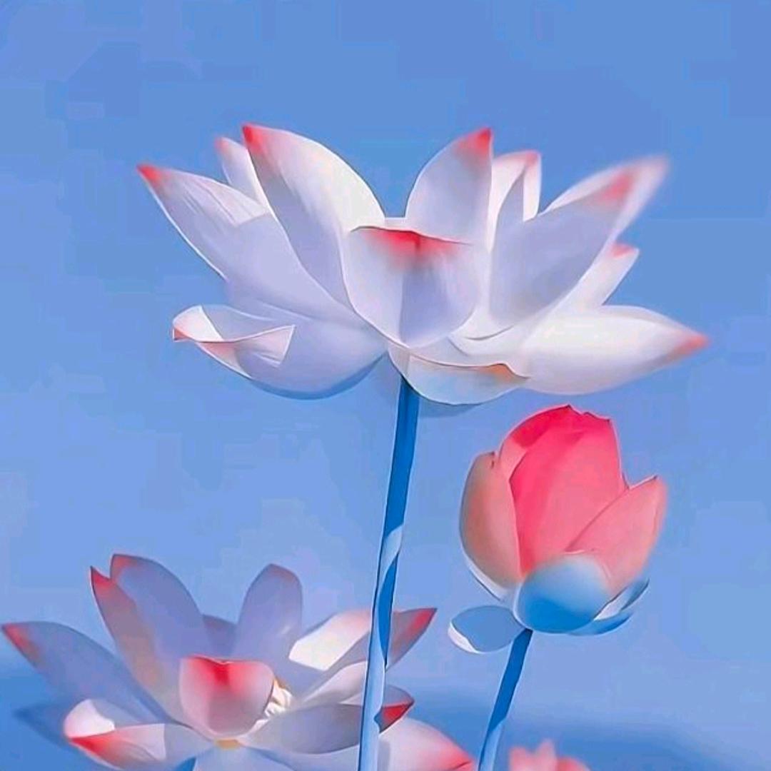 北极以北