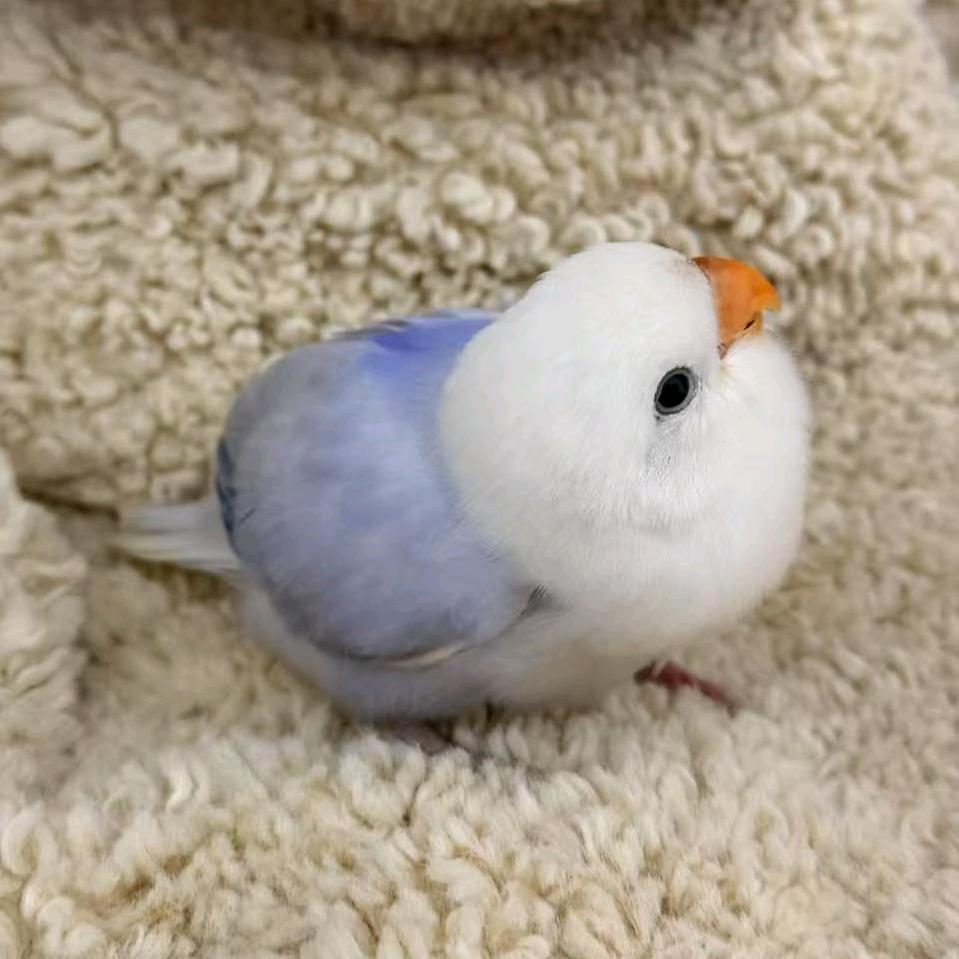 吾吾