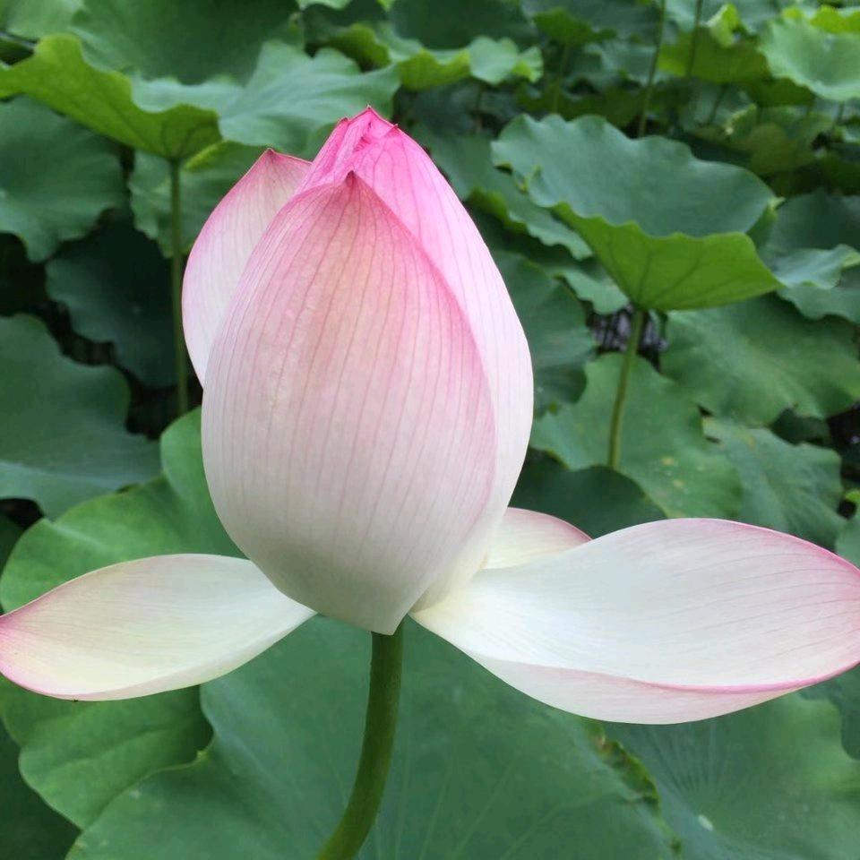 长久温柔 & 安静的心