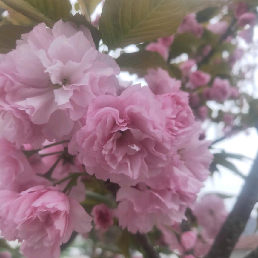 珍惜眼前美好的时光！🌹🌹