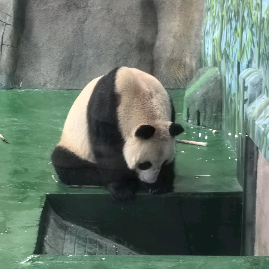 职业游戏(翻车)主播
