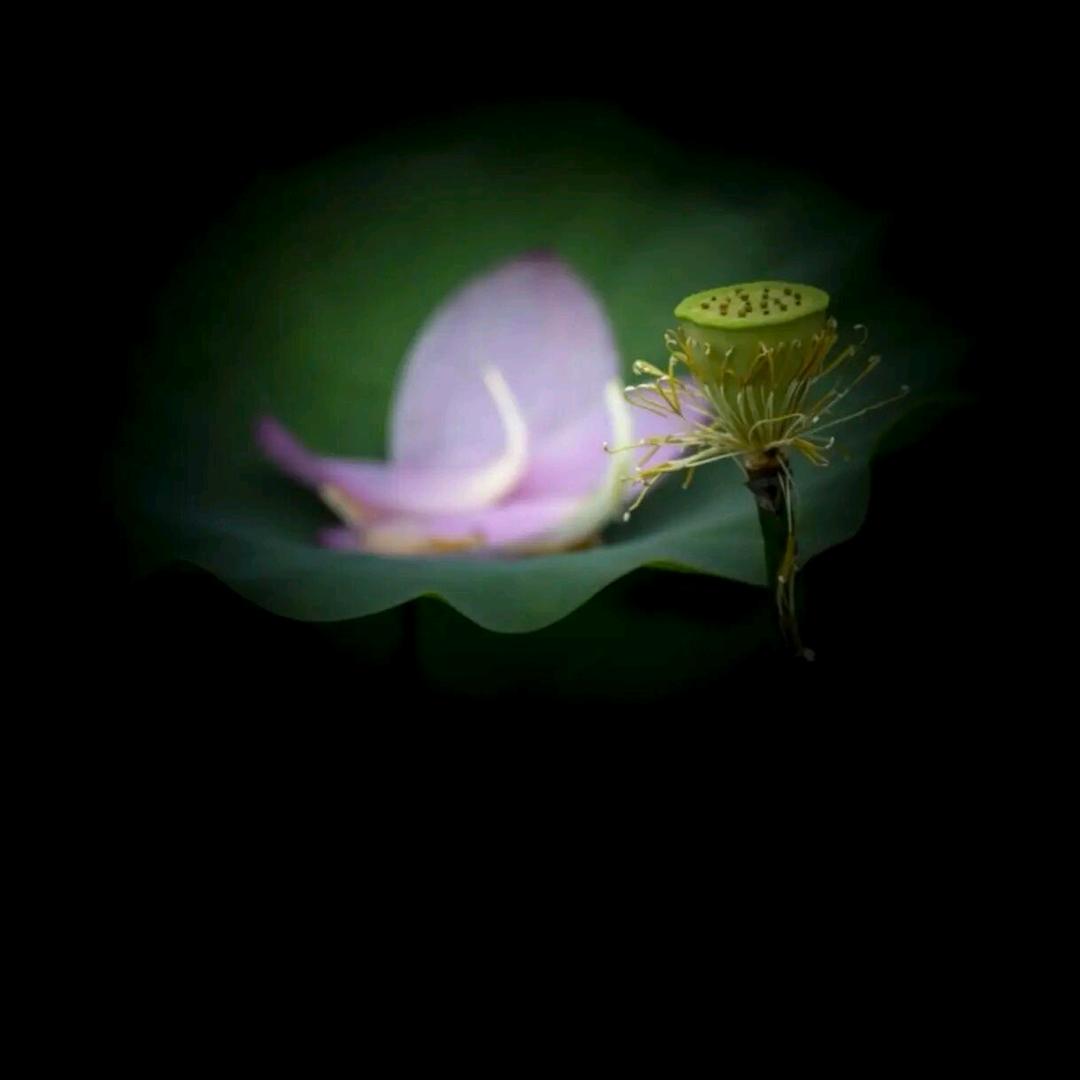 花魂