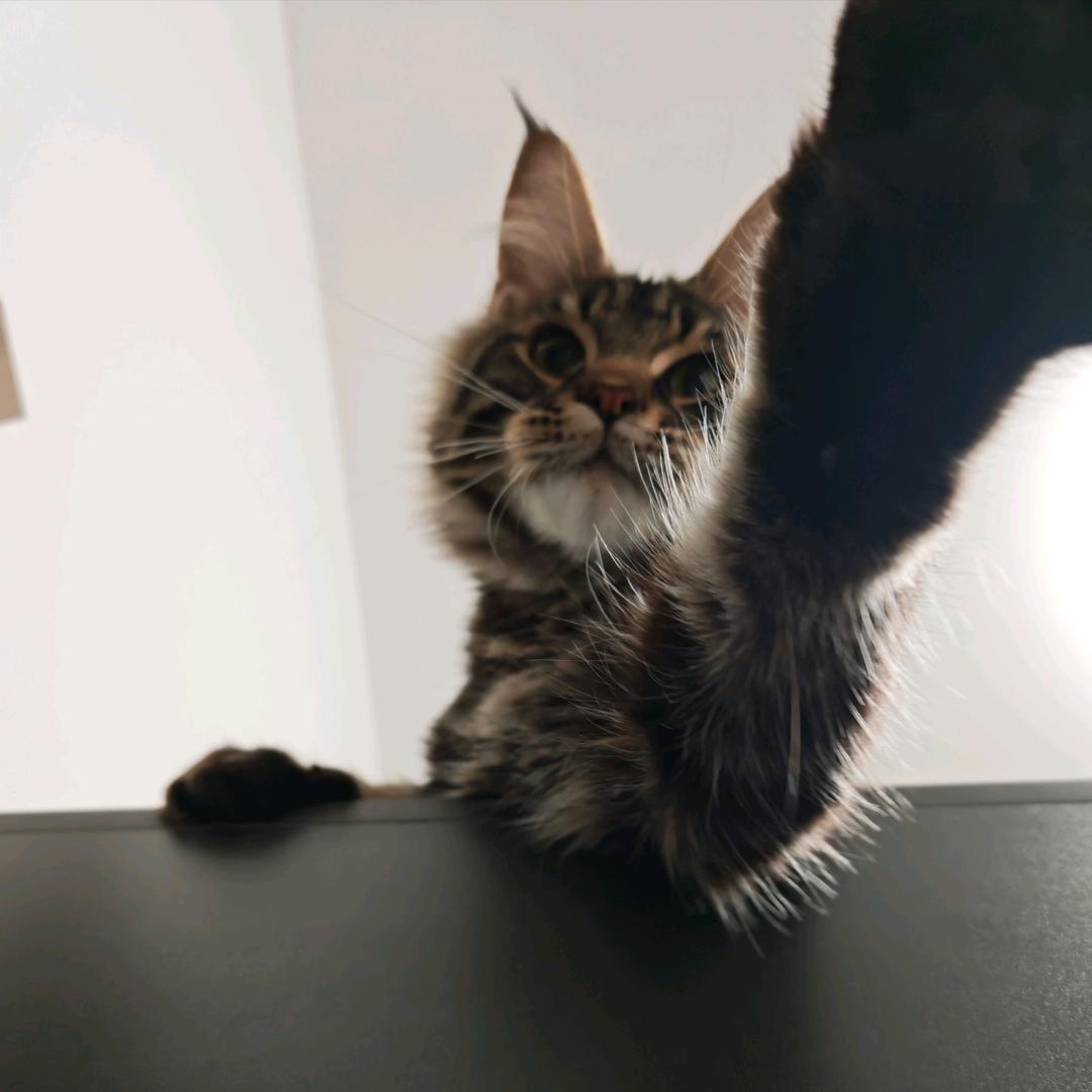 年糕的缅因猫舍