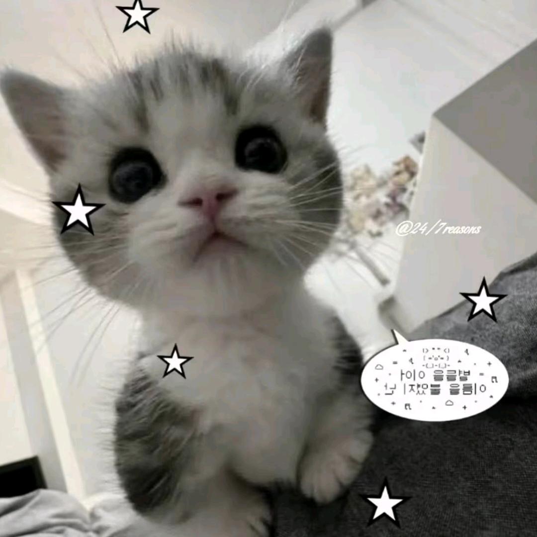 你就是个猪头闷子