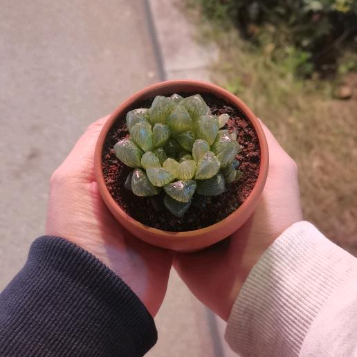 樱花雪。
