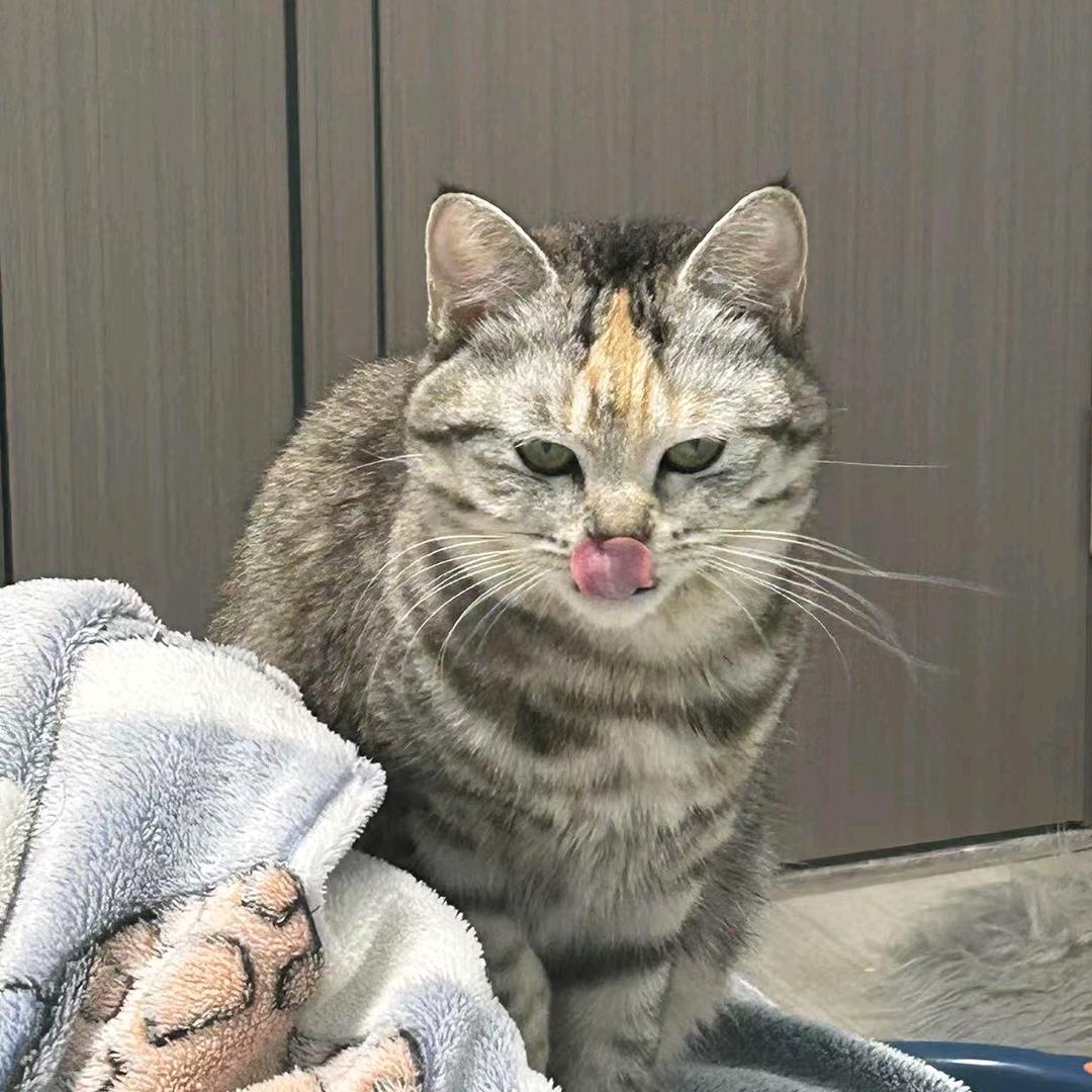 夜莺日记（QQNY）