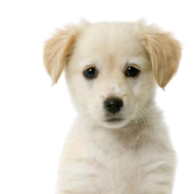 狗子