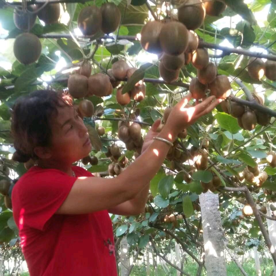 陕西眉县猕猴桃(默默付岀)