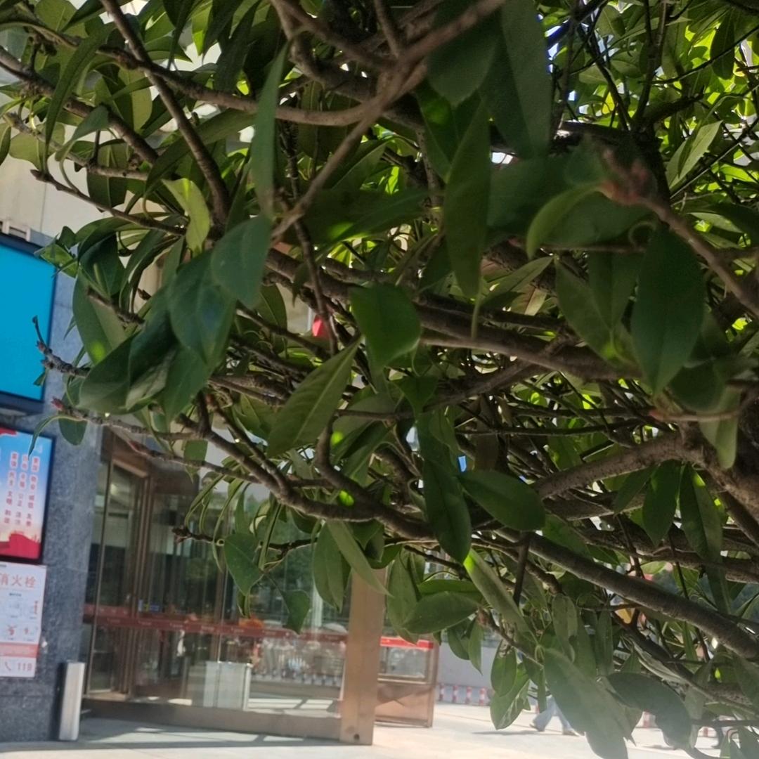 抖极活跃聪