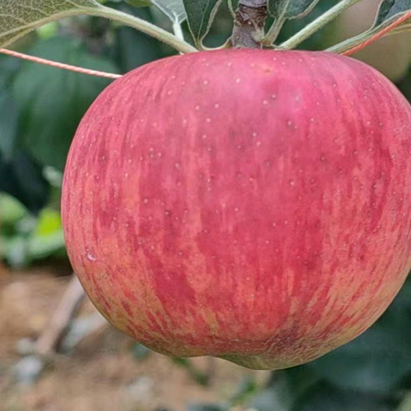 苹果之乡精选小铺