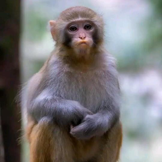 猴哥🐒