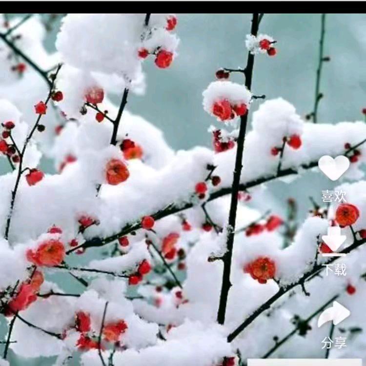 梅花🌸映雪