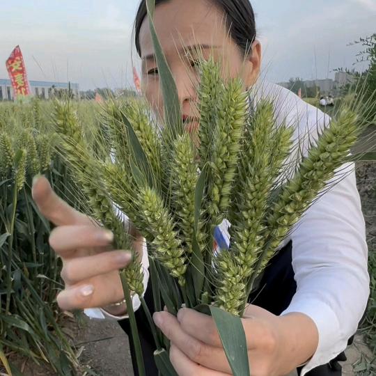 三圃田农业（1）