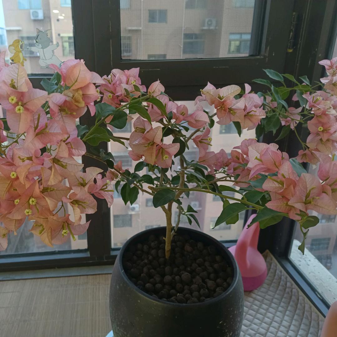 许开心😁