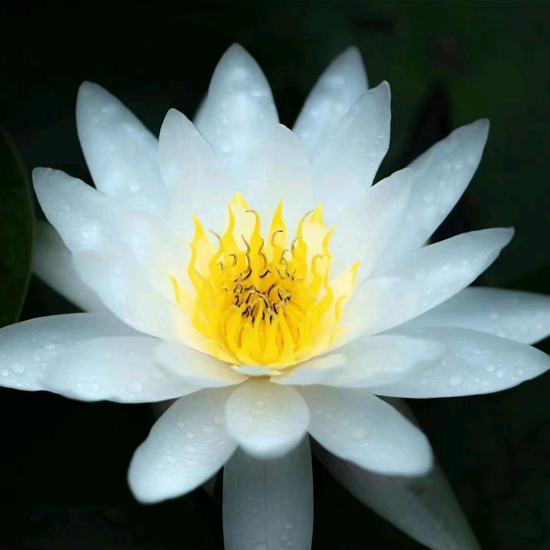 慧