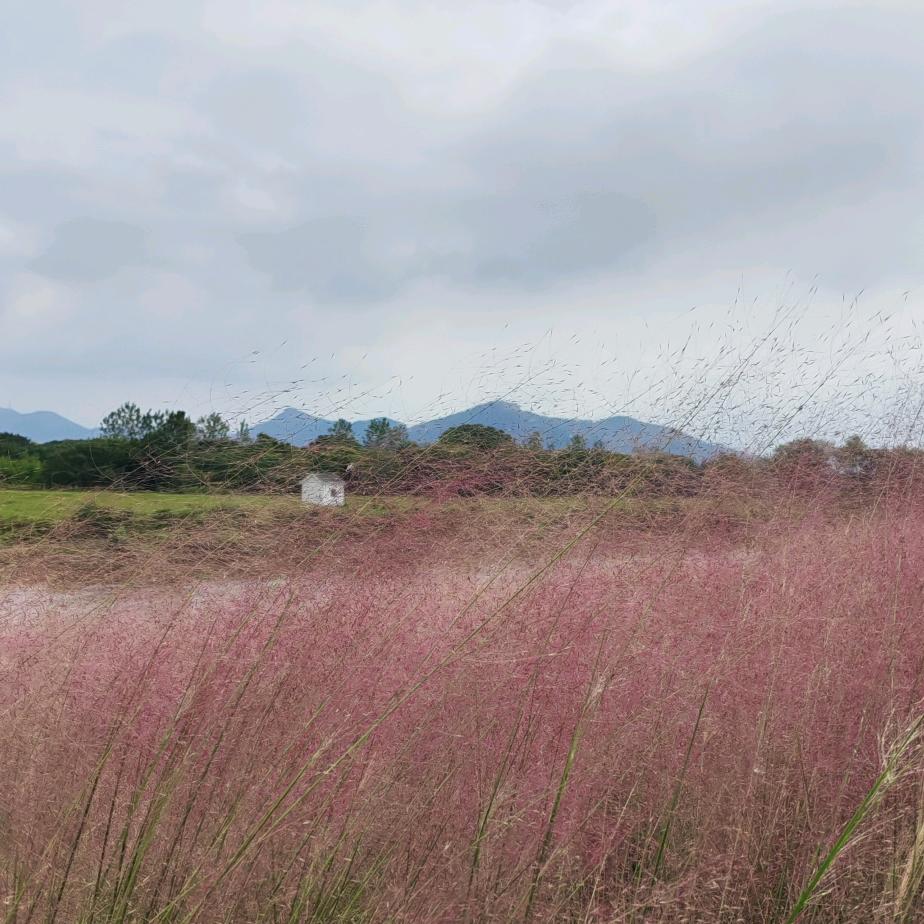 江湖老油条