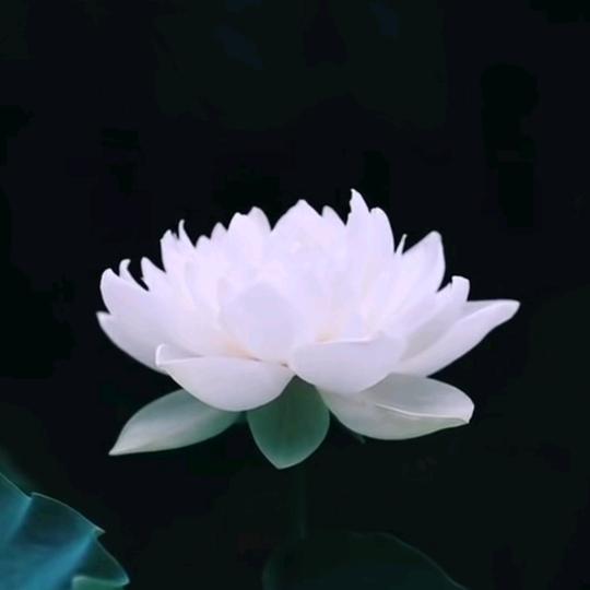 @素颜（家庭美容）