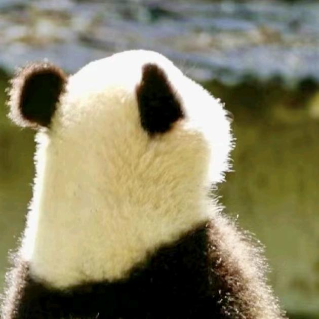 徐诗晓