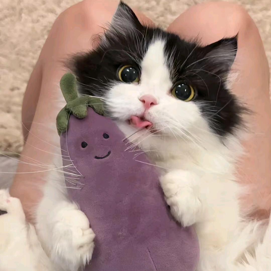 如果没有 如果🐾