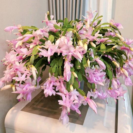 花农绿植花卉基地