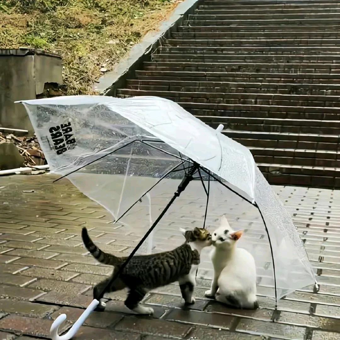 许什么愿