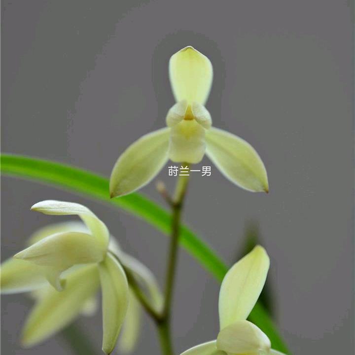 大佛兰苑（莳兰一男～聚芳园）