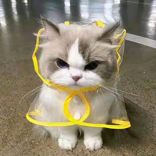 犟种少爷
