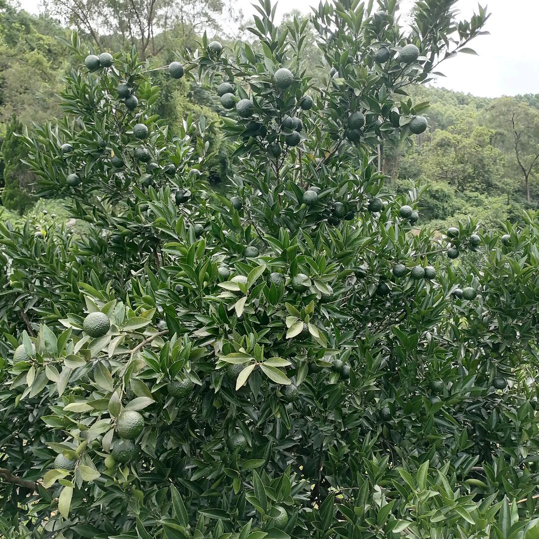 大海（下川岛）