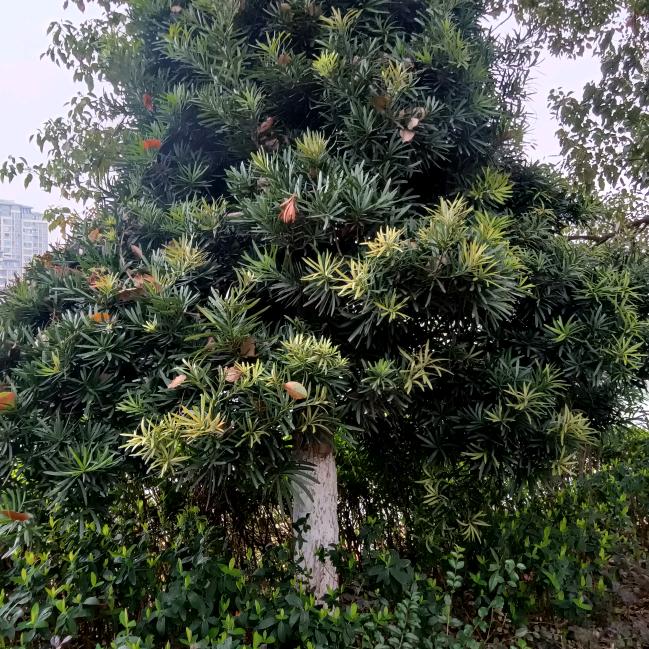 全是你