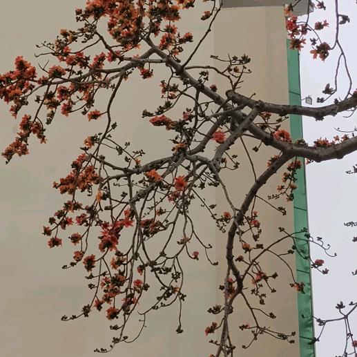ޓ微风的选择