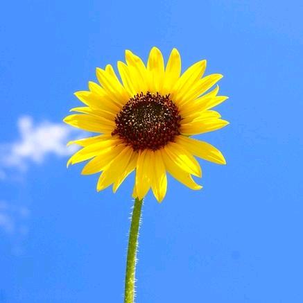 🌻向日葵🌻🍟