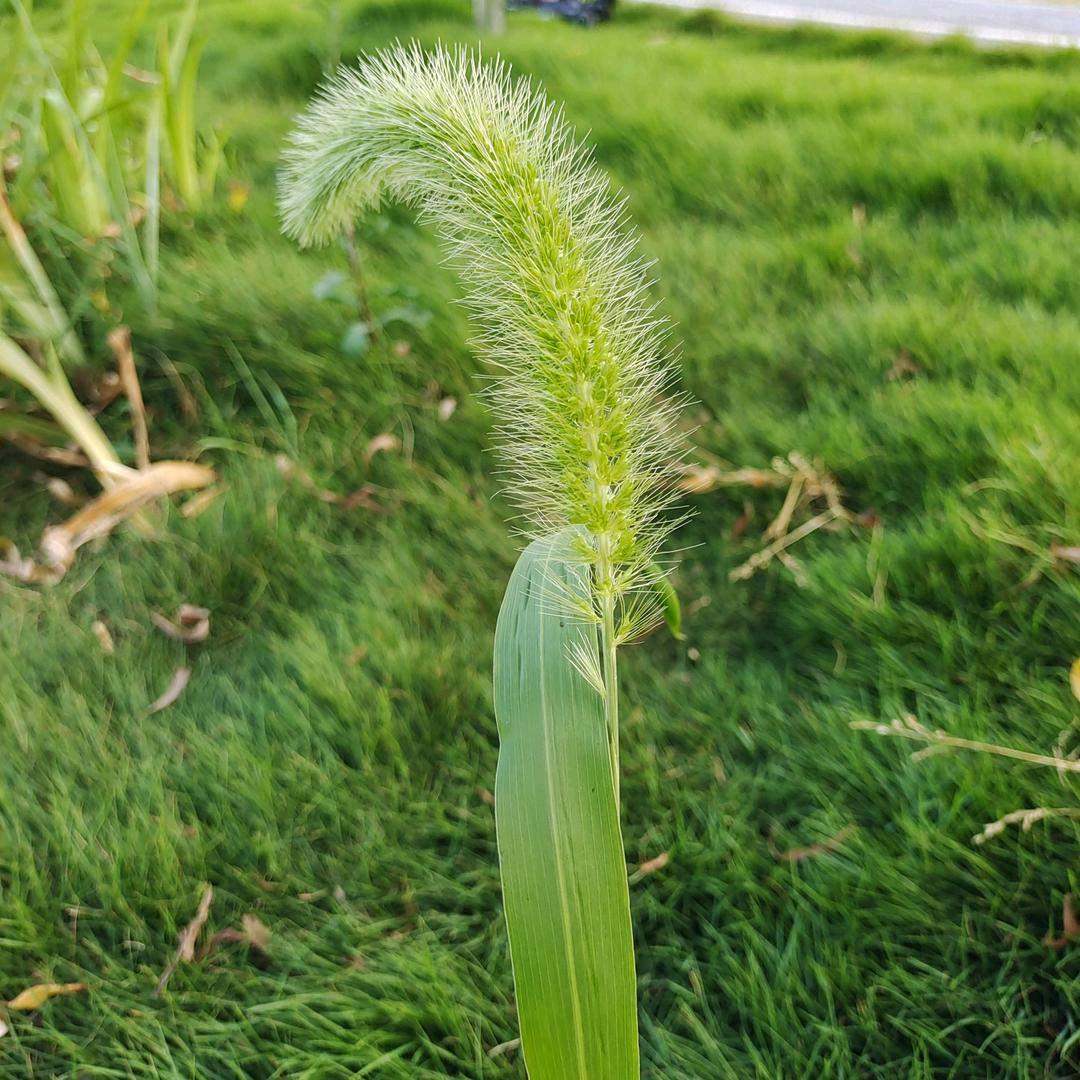 局(❁´◡`❁)*✲ﾟ*外人
