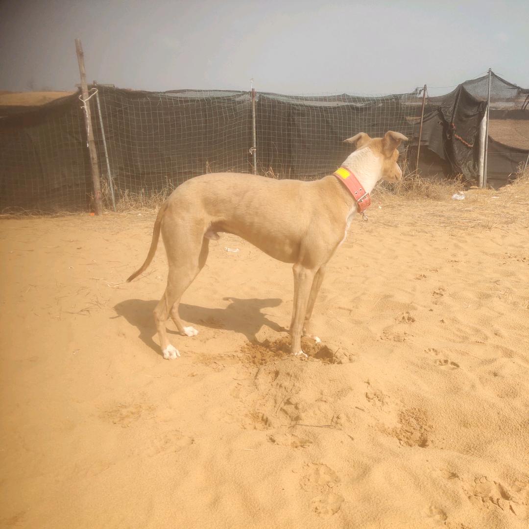 ᰔᩚ勇士魂喷涂！犬业€