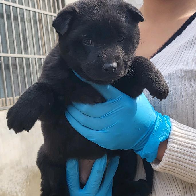 毛孩子的专属奴🐶