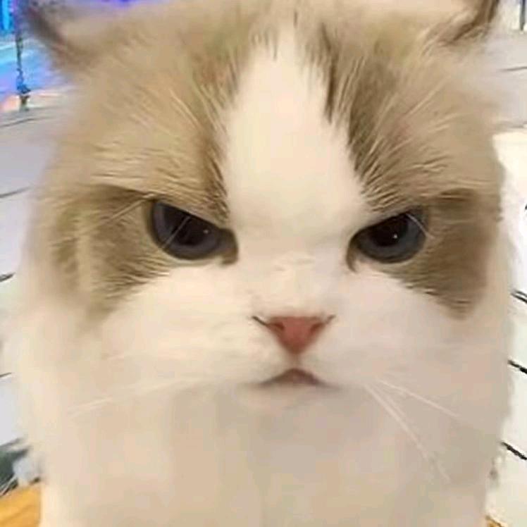 清风猫meme