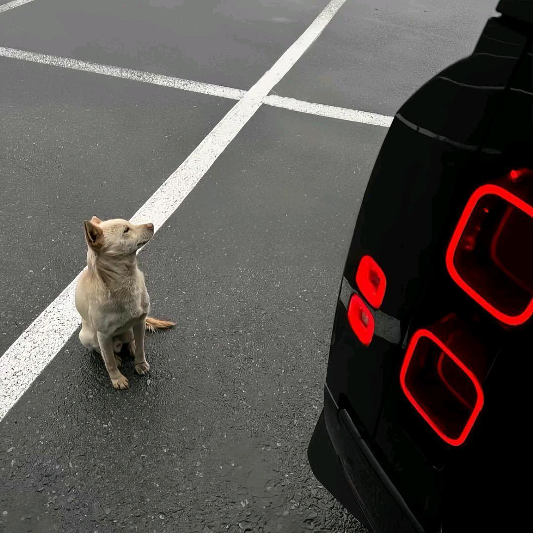 鹅鹅鹅鹅