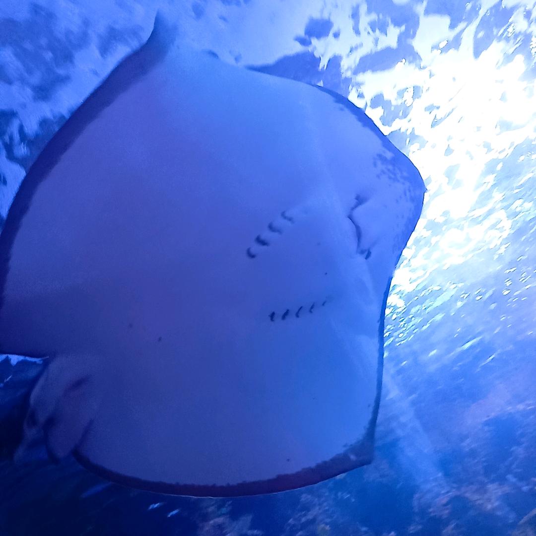 开心果和开心逗