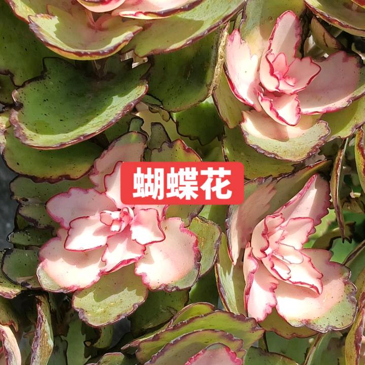 阿芳忘记一切烦恼！！！