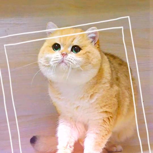 海阳精品猫繁育基地---乐乐