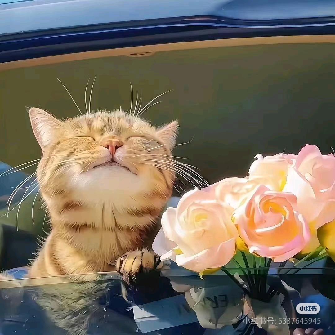 梨子🍐版猫猫🐱