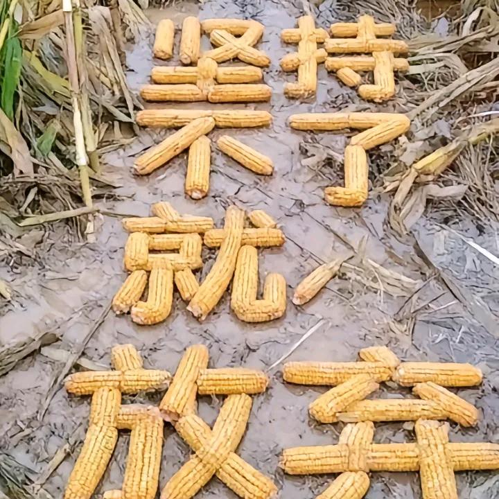 水上飞