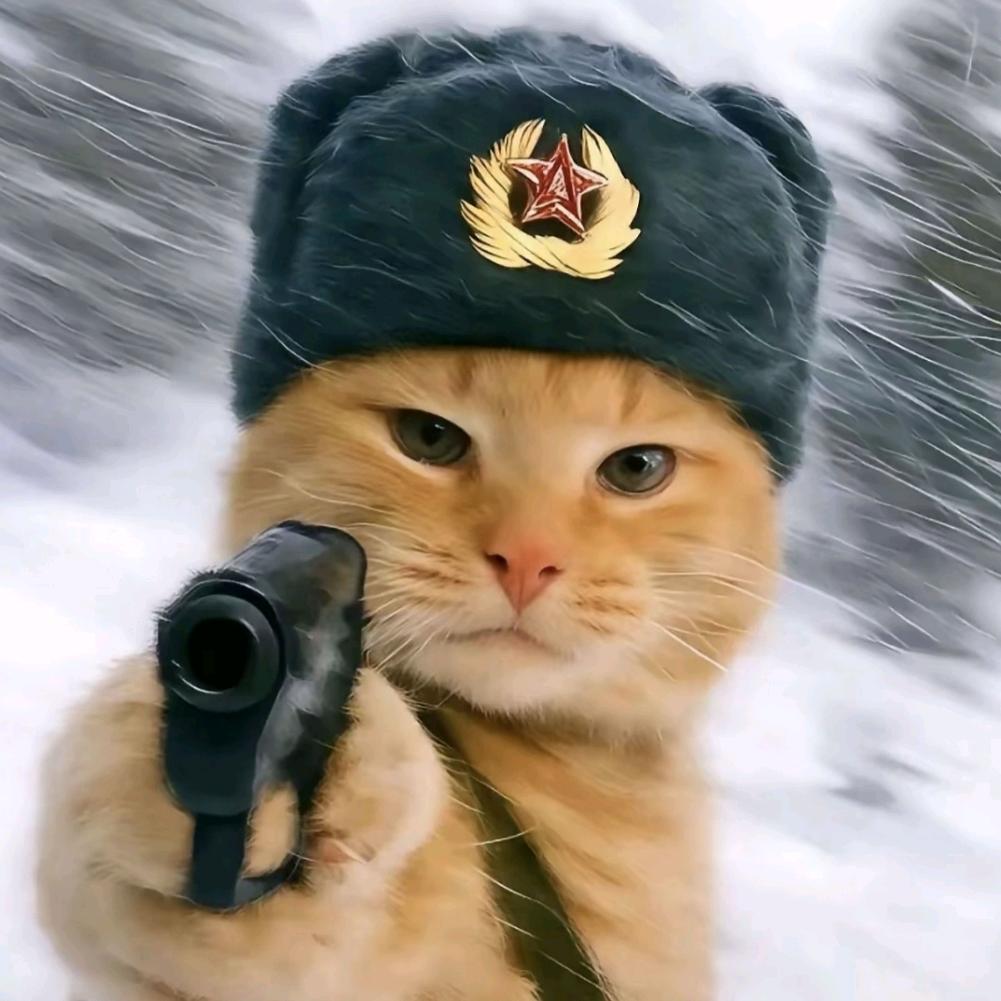 梦蝶