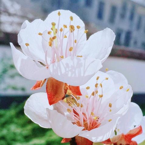 ✨👑红红火火👑✨