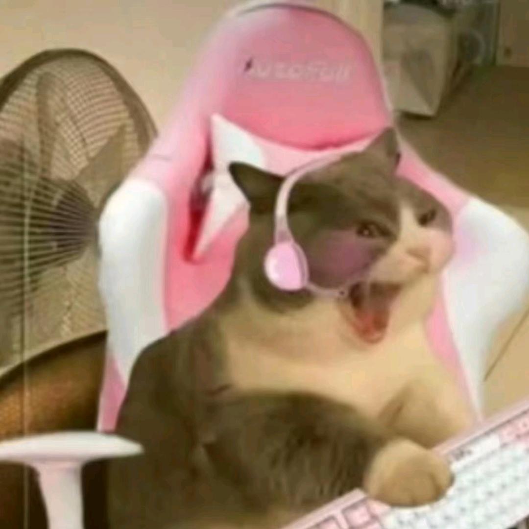 薄荷猫