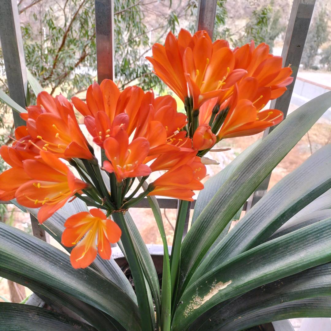 🌱淡🍃然🍃一🍃笑🍃