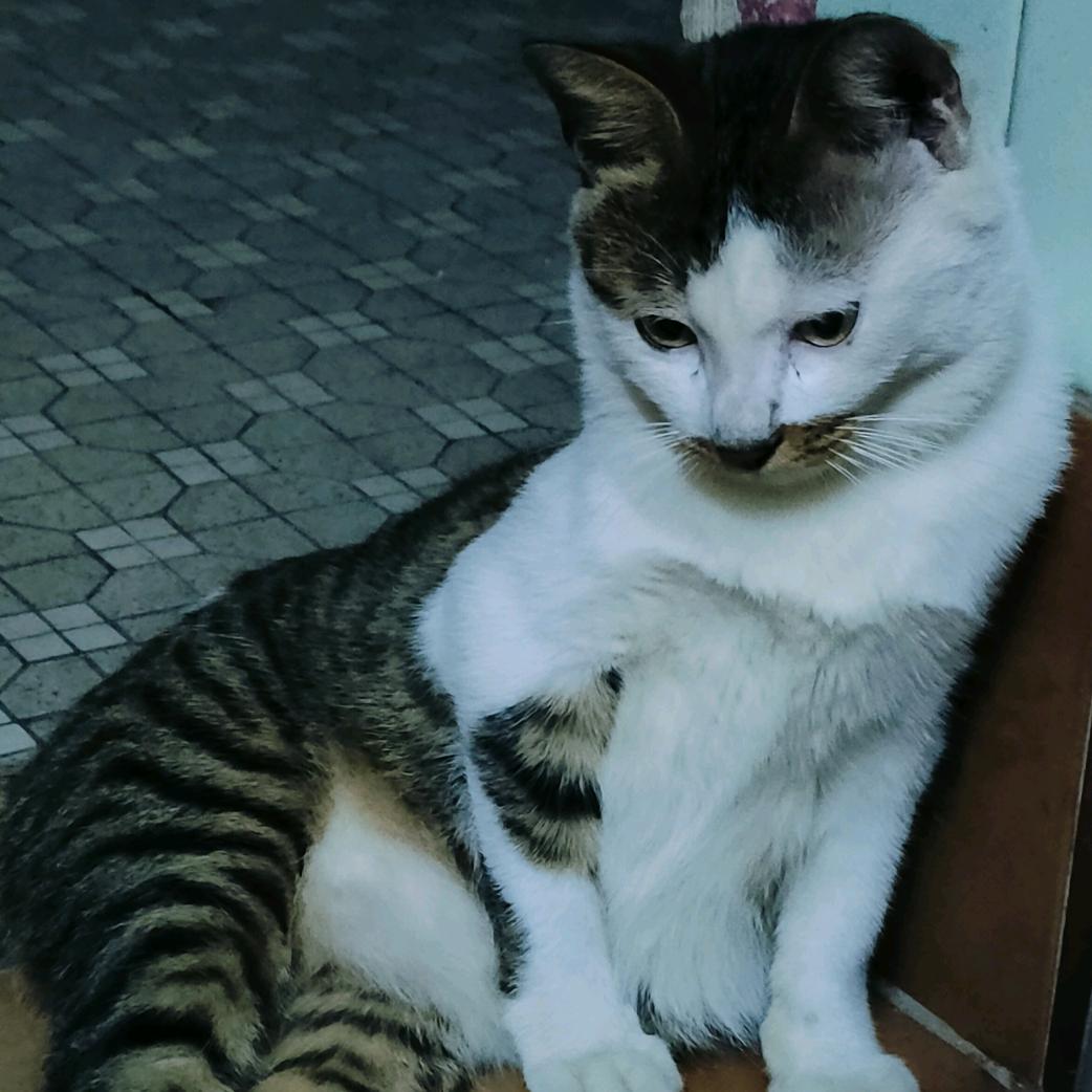 迪 迪